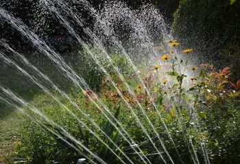 nawadnianie grzadek w ogrodzie