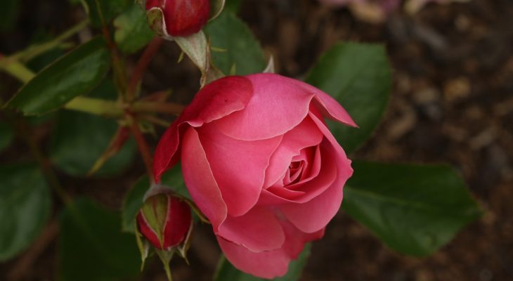 ozdobne krzewy lisciaste