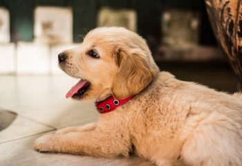 karma dla szczeniaka