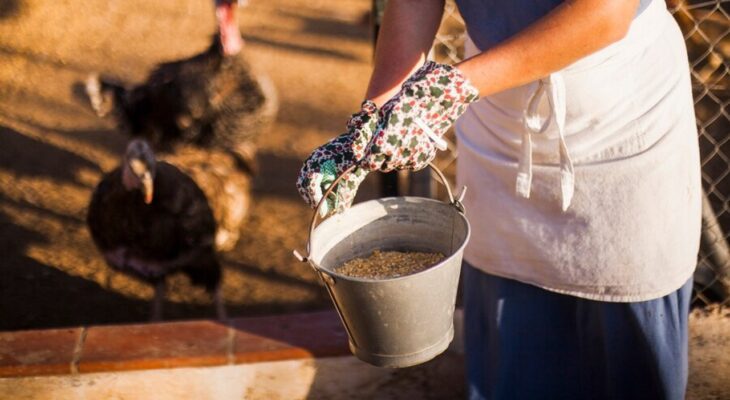 pasza dla zwierzat hodowlanych