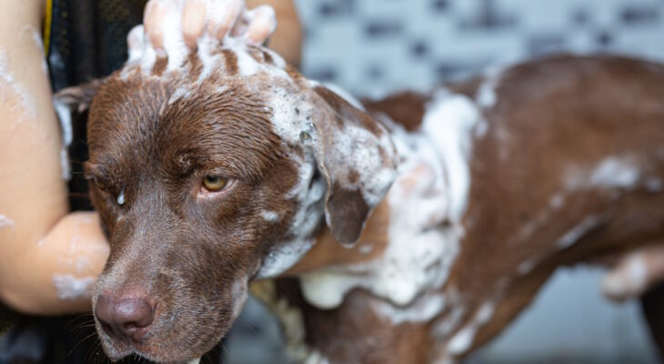 samoobslugowa myjnia dla psow zalety korzystania