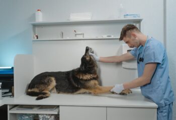 kontrola rutynowa u weterynarza