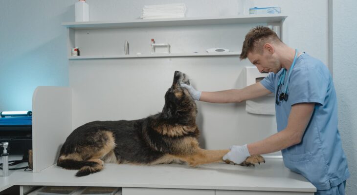 kontrola rutynowa u weterynarza