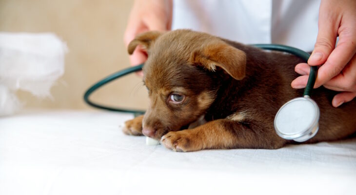 kiedy zaczac szczepic psy