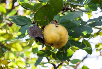 pigwa gruszkowa pielegnacja