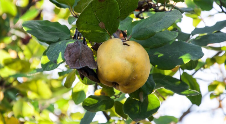 pigwa gruszkowa pielegnacja