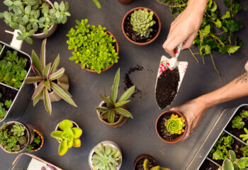 stosowanie opryskiwaczy do roslin